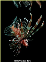 Lionfish in the dark by Els Van Den Borre 